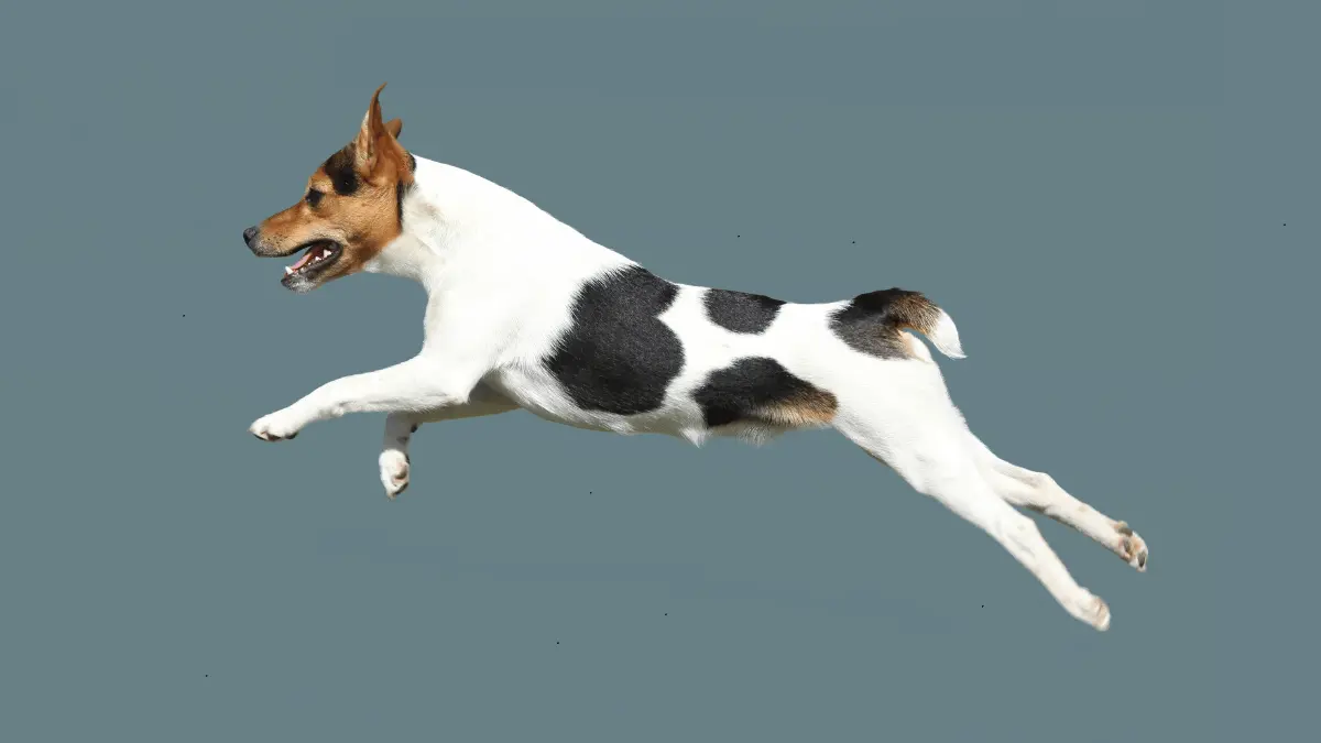 Japanese Terrier Dog Breed