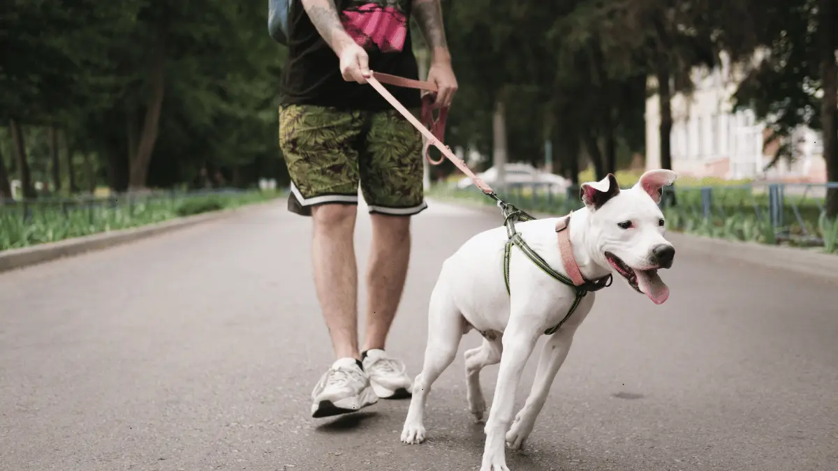 Pulling on the Leash