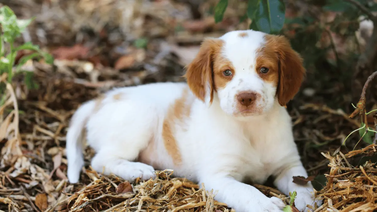 Puppy pads at Dollar General - Leak-proof pads