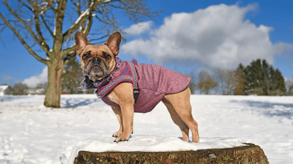 Winter Coats for Dogs Made in the USA