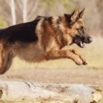 Trained German Shepherd Protection Dogs