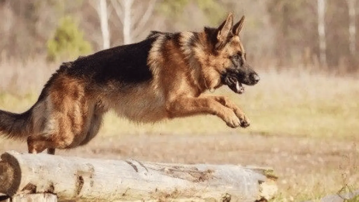 Trained German Shepherd Protection Dogs